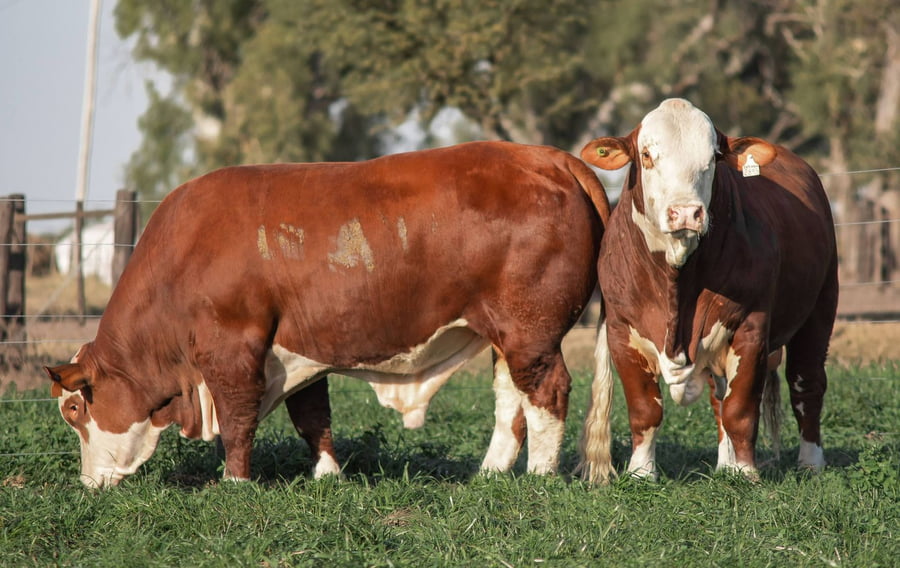 Lote Toros Braford -  Los Charabones