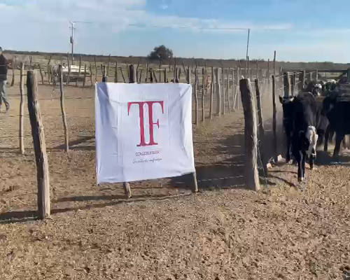 Lote 70 terneros - Arata Pcia La Pampa