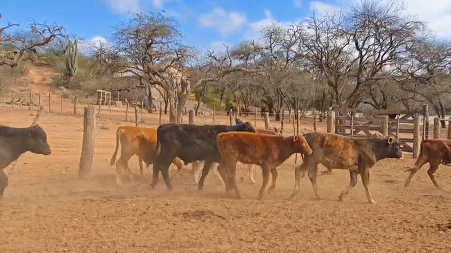 Lote 112 Terneros/as en Salta, Gral. Güemes