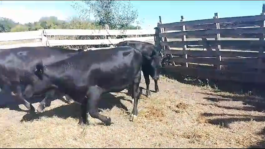 Lote Terneros AA a remate en Pantalla Camy en Pavon