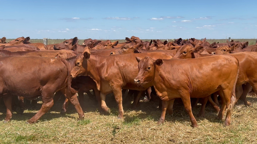 Lote 76 Terneras en Corrientes, Nueve de Julio