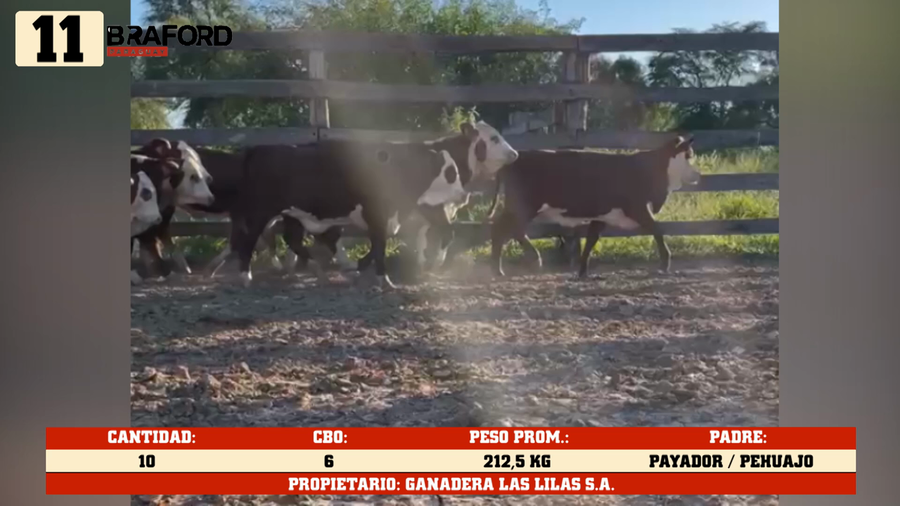 Lote LOTE 11