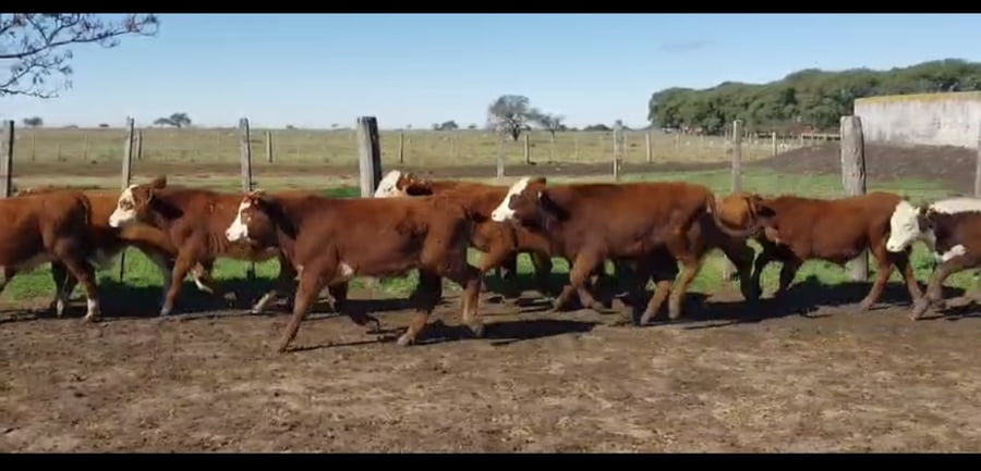 Lote 146 Terneros en Corrientes, Curuzu Cuatia