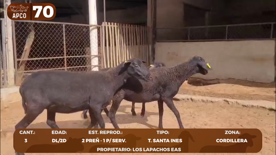Lote LOTE 70 -POR PANTALLA
