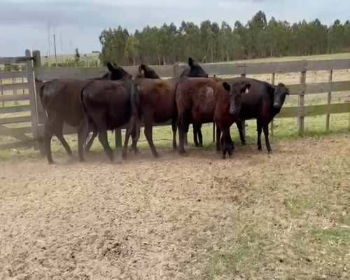 Lote (Vendido)6 Terneros y Terneras AA a remate en 2da Pantalla ENTRE MARTILLOS 302kg -  en KIYU
