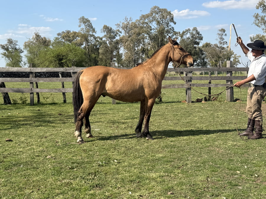 Lote Macho gatiado manso