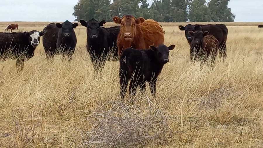 Lote 20 Terneros en arboledas, Buenos Aires