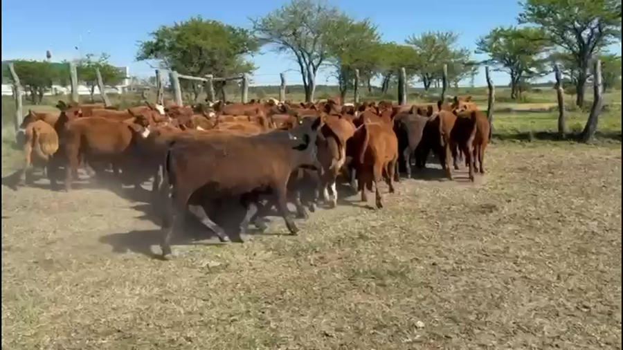 Lote 80 Terneros