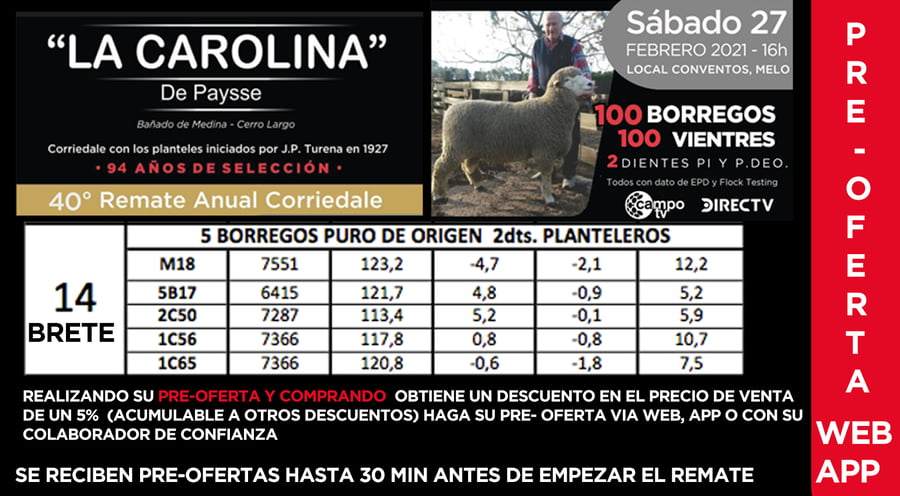 Lote BORREGO PURO DE ORIGEN 2dts PLANTELEROS