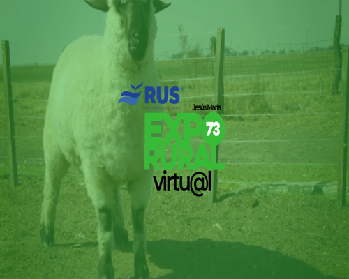 Lote BORREGA HAMPSHIRE DOWN