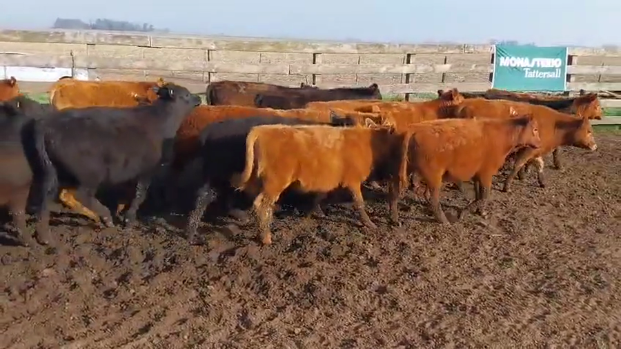 Lote 60 Terneros/as EN DAIREAUX