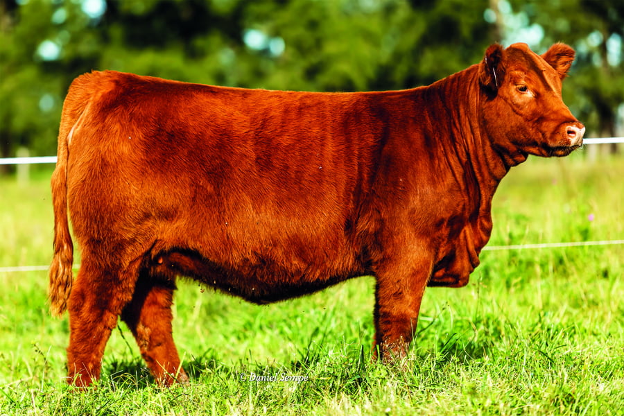 Lote TERNERAS PURAS DE PEDIGREE