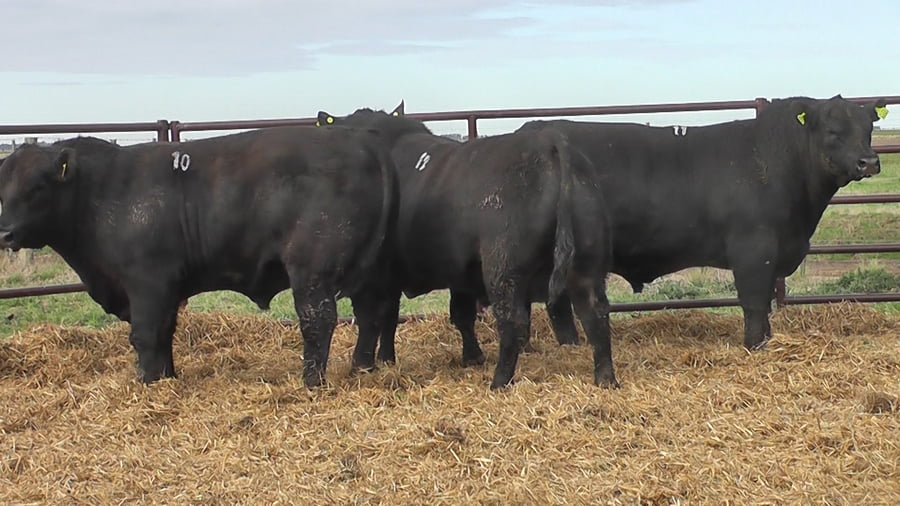 Lote "Toros ""SANTA ROSA"""