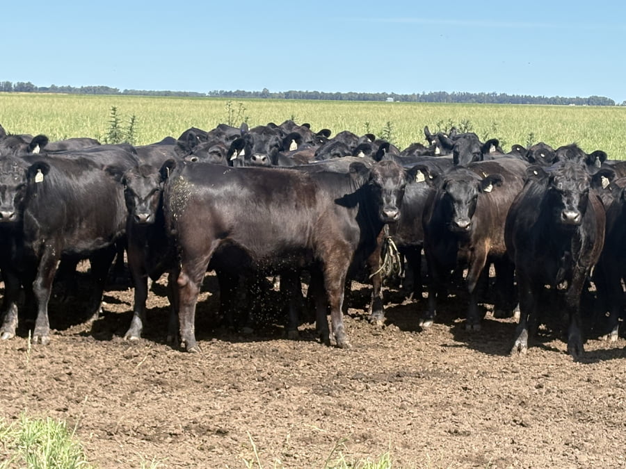 Lote 90 Vaquillonas P/ Servicio