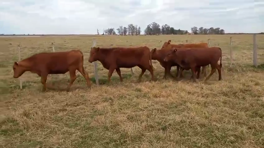 Lote 70 Terneras