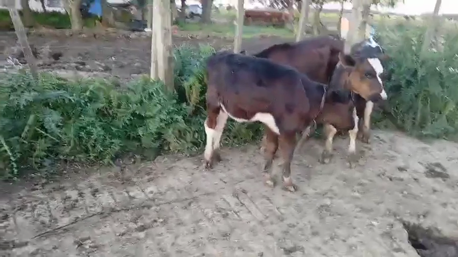 Lote 4 Terneras a remate en Pantalla Camy, San José