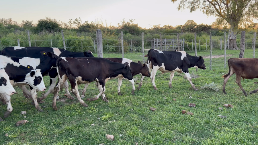 Lote 42 Terneros Holando en Santa Fe, San Cristóbal