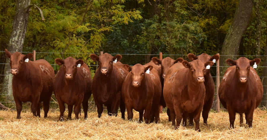 Lote VAQUILLONAS ANGUS PC PRIMAVERA