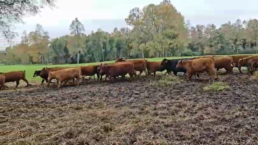 Lote 50 Novillo Engorda en Paillaco, XIV Región Los Ríos