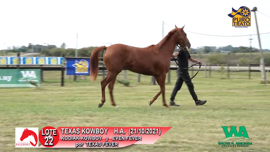 Lote TEXAS KOWBOY