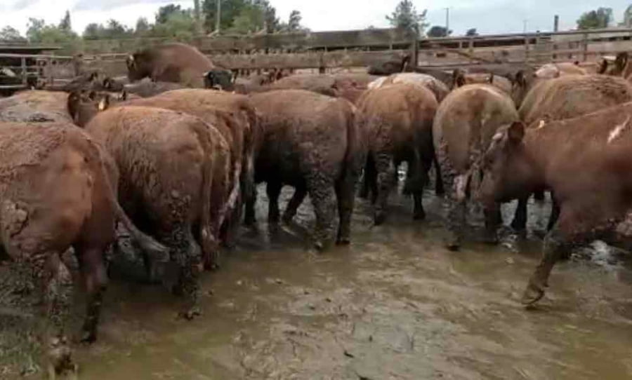 Lote 40 Vaquilla Gorda en Los Ángeles, VIII Región Biobío