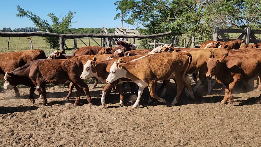 Lote 110 Terneros/as en San Roque, Corrientes