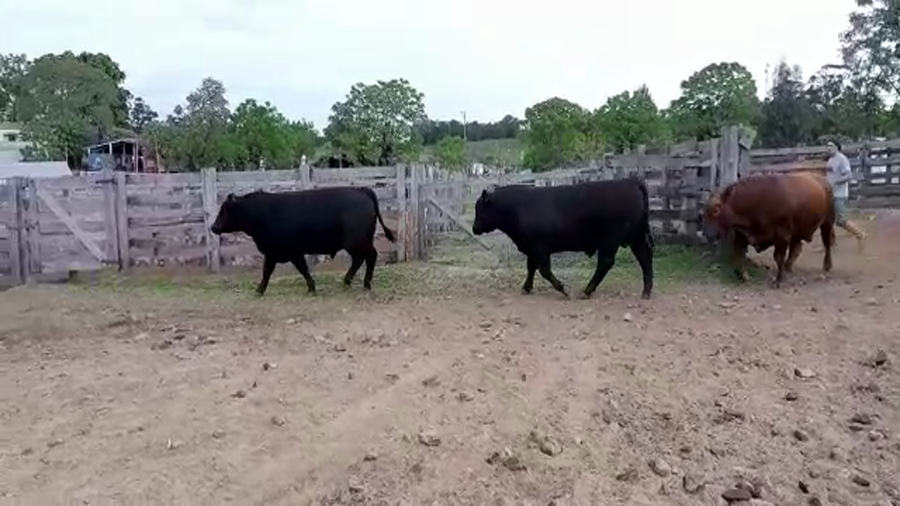 Lote San Gregorio Ganadera