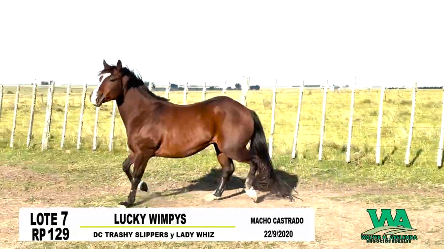 Lote LUCKY WIMPYS