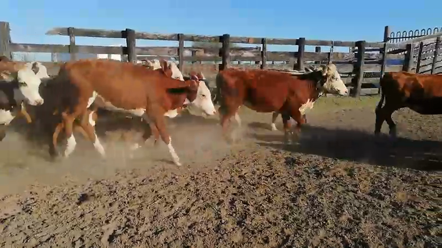 Lote 70 Terneras en Federal, Entre Ríos