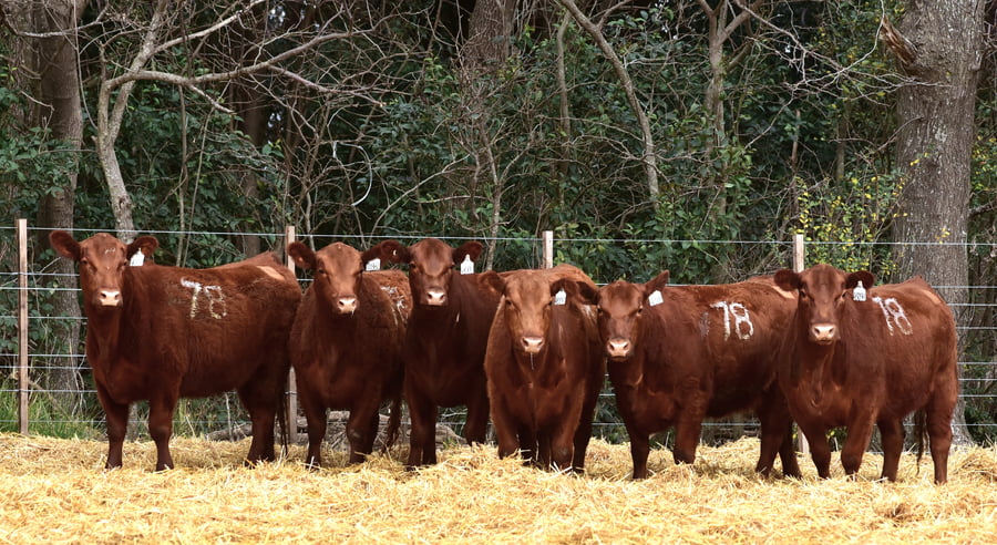 Lote VAQUILLONAS ANGUS PC OTOÑO
