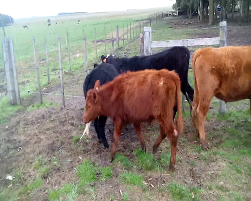 Lote 21 Terneros y Terneras en Flores