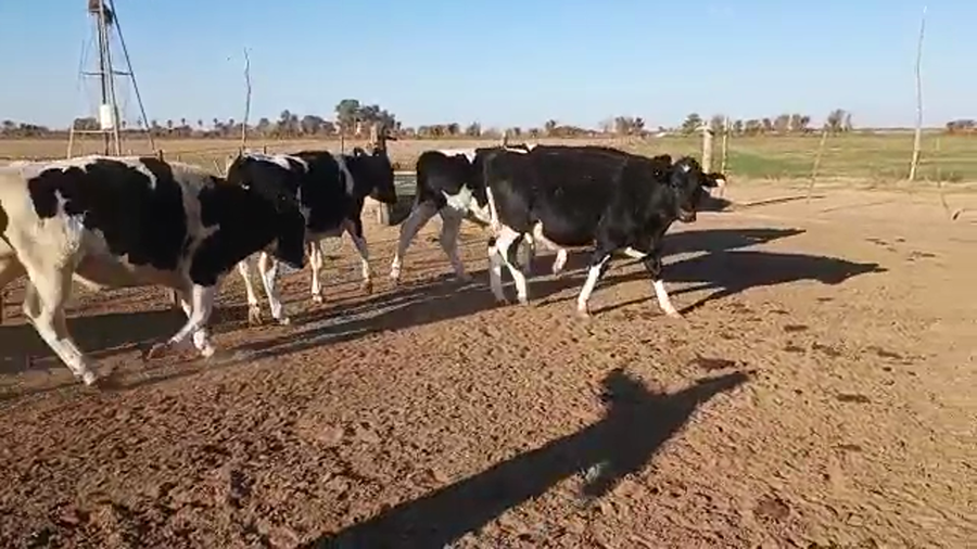 Lote 34 Novillitos Holando Argentino en Morteros, Córdoba