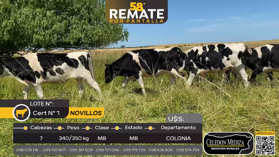 Lote 7 Novillos en La Horqueta, Colonia