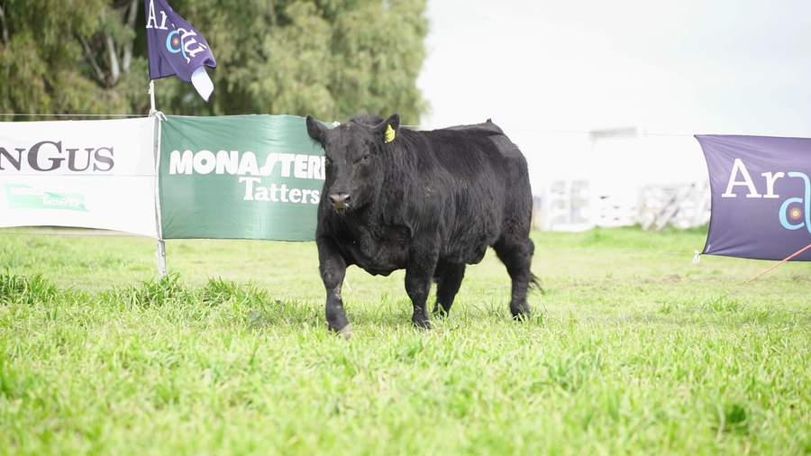 Lote Toros PP Negro