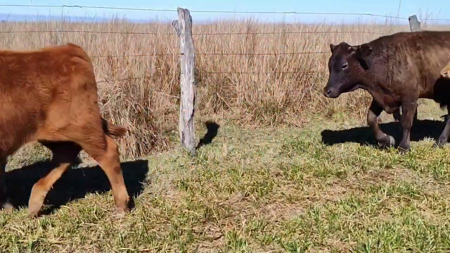 Lote 100 Terneros en Corrientes, Chavarría