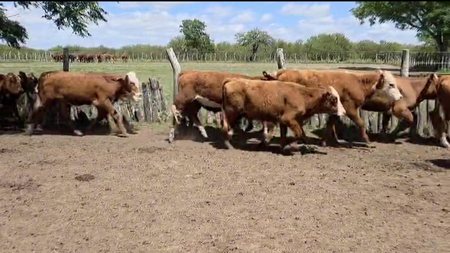 Lote 64 Terneras en Corrientes, Curuzú-Cuatiá