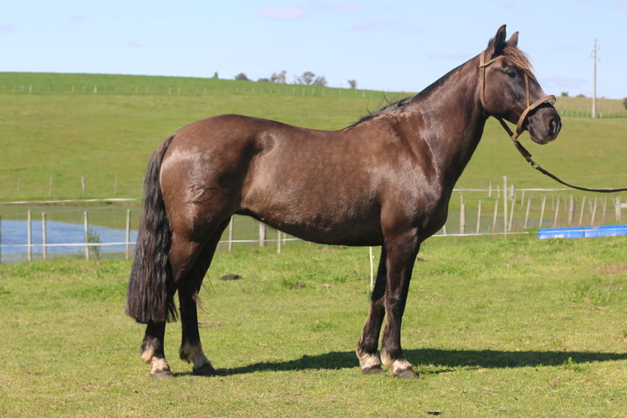 Lote SANTA GLORIA RATONERA
