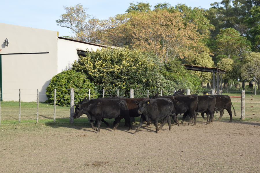 Lote CABAÑA “COEMBOTÁ” de Calderón Vientres Generales Negras Preñadas
