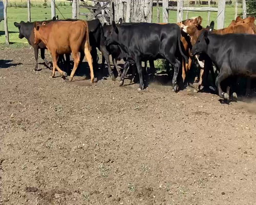 Lote 32 Terneras en Villaguay, Entre Ríos