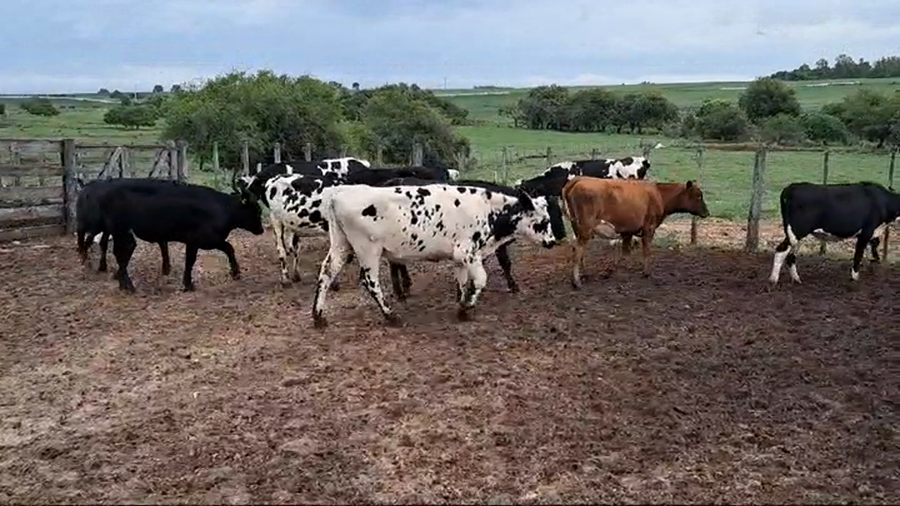 Lote VAQUILLONAS 1 A 2 AÑOS