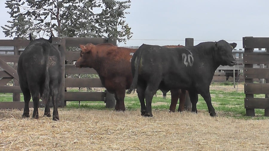 Lote TOROS ANGUS PC