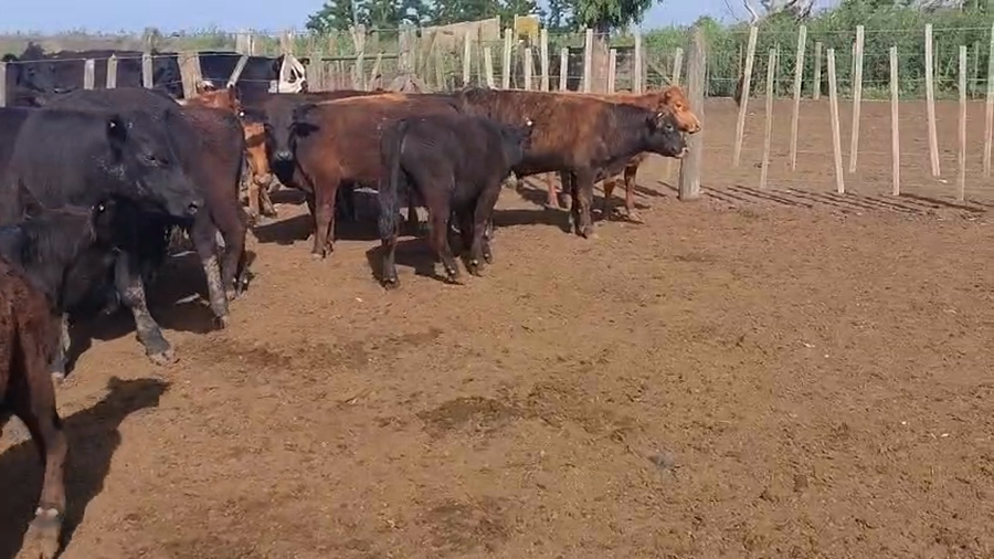 Lote Machos - Bragados Bs As