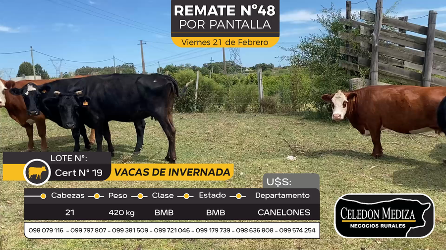 Lote 21 Vacas de invernada, en Parador Tajes, Canelones