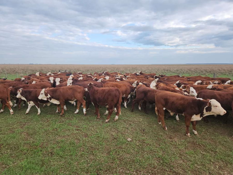 Lote 150 Terneros en Esquina, Corrientes