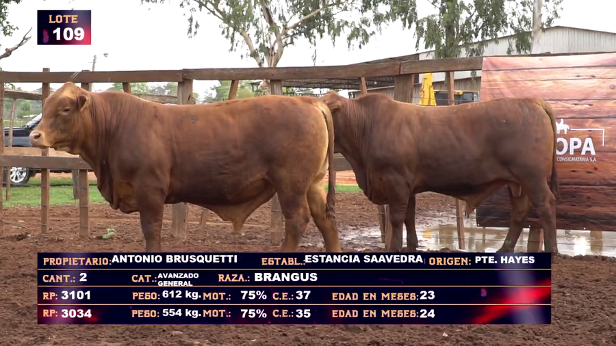 Lote ANTONIO BRUSQUETTI - LOTE 109 - EN VIVO