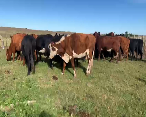 Lote VACAS PREÑADAS