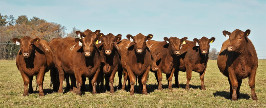 Lote Vaquillonas Angus PC Primavera