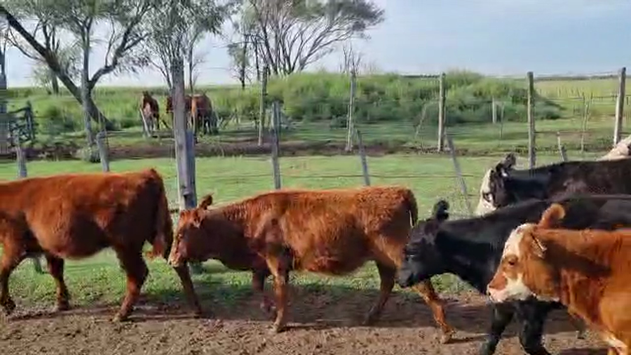 Lote 118 Terneros/as