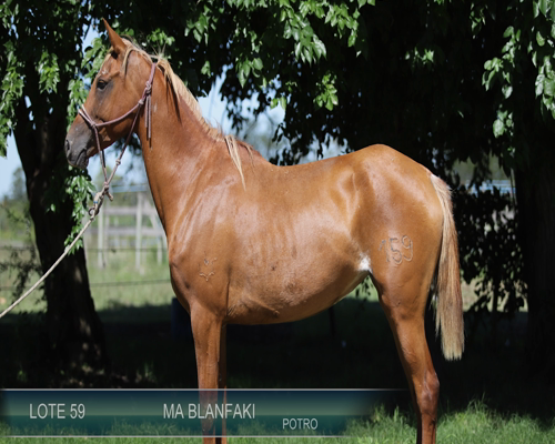 Lote MA BLANFAKI