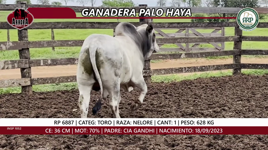 Lote TORO